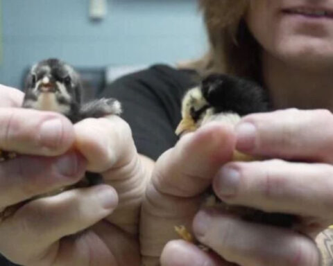 Rare rabbits, 60 chickens among the animals found living in horrendous conditions in home, police say