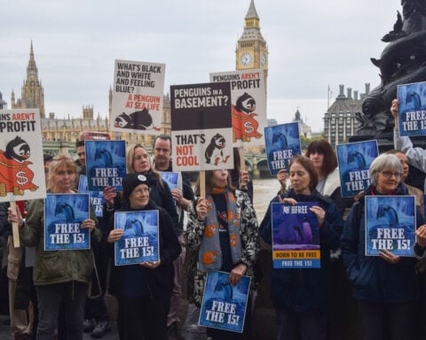 Pressure grows for release of penguins ‘trapped’ at London aquarium