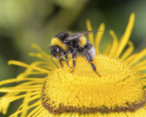 Scientists now know that bees can process time, a first in insects