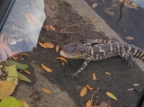 Video shows alligator slinking back into Charles River in Boston