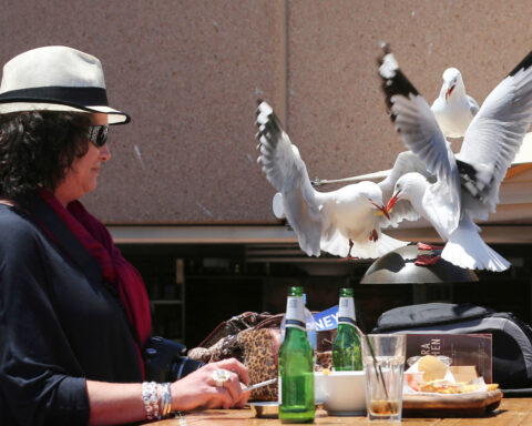 Food-snatching seagulls are more likely to leave you alone if you shout at them, researchers say