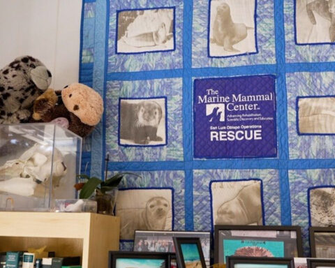 Sea otter pup and mom reunited