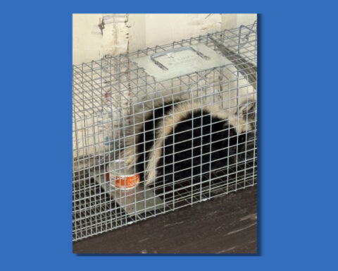 Live skunk caught at harbor