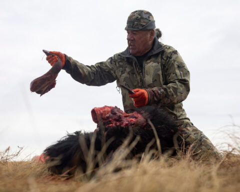 Tribes that restored buffalo are killing some to feed people because of the shutdown