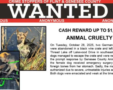 Reward increased for information on puppies dumped in Thread Lake