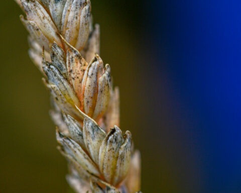 What is Fusarium graminearum, the fungus a Chinese scientist pleaded guilty to smuggling into the US?