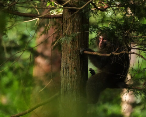 In Japan's Northern Alps, residents battle monkeys to protect homes and farms