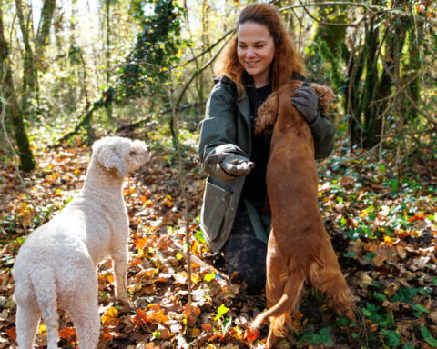 Croatia's truffle hunters pursue one of world's priciest delicacies