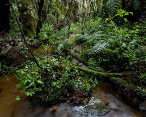 Newly identified species of Tanzanian tree toad leapfrog the tadpole stage and give birth to toadlets
