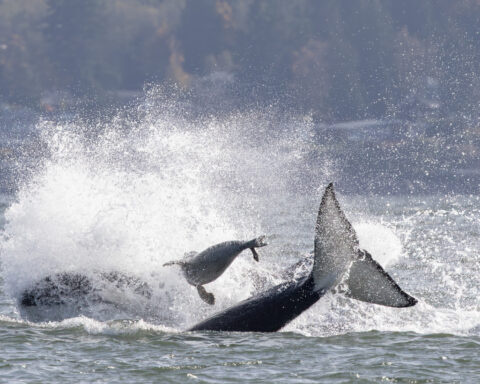 Seal escapes orca hunt by jumping onto photographer's boat