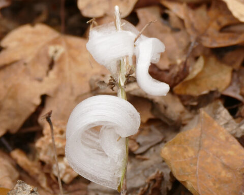With one touch, they vanish. Meet the delicate, icy wonders called frost flowers