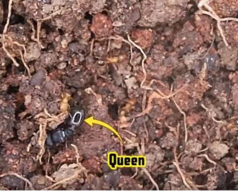 CBP officers intercept pavement ants found in undeclared imported plants at Detroit Metro