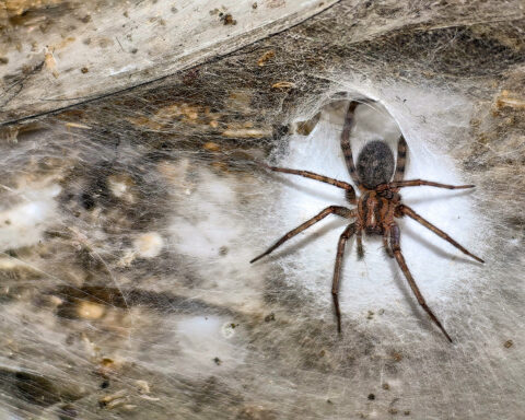 Arachnid super-web reveals the surprising 'constant party' life of cohabiting spiders