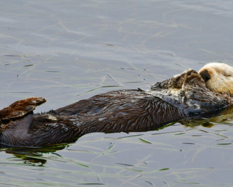 Baby sea otter is reunited with mother in central California after dramatic rescue
