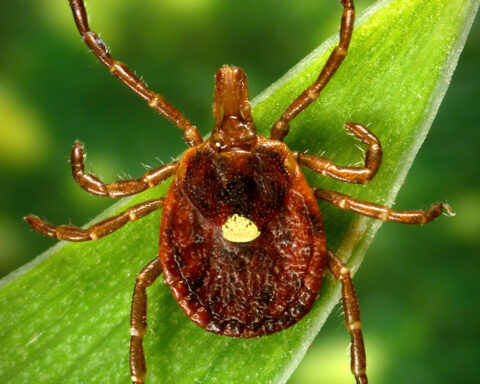 Scientists document a death from a meat allergy tied to certain ticks