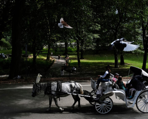 Proposal to ban Central Park horse carriages voted down by key NYC council committee