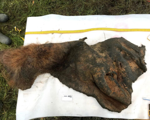 Oldest sequenced RNA reveals details about a mammoth’s final moments 40,000 years ago