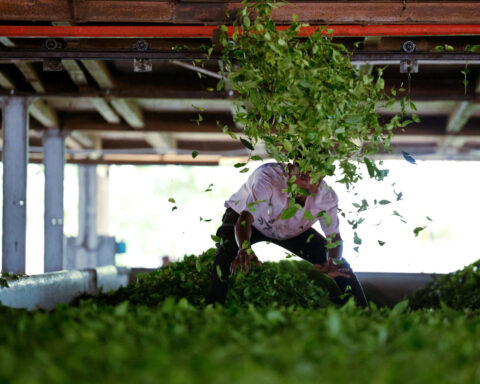 Trump tariff rollback offers relief for Indian farmers