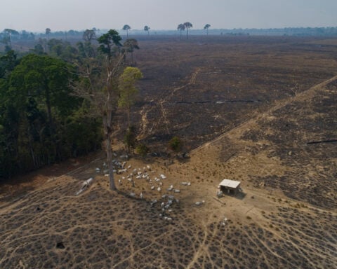 In this Brazilian state, a new push to track cattle is key to slowing deforestation