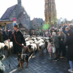 Make way for the flock! Hundreds of sheep head through German city to their winter pastures