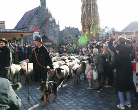 Make way for the flock! Hundreds of sheep head through German city to their winter pastures