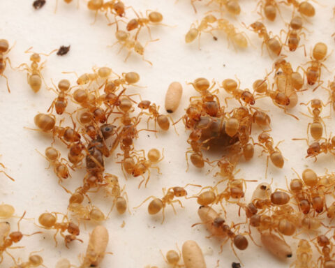 Scientists uncover an ant assassination scheme that helps a parasitic queen rise to power