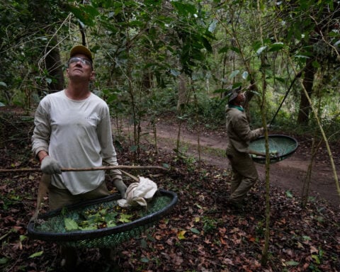 Trump's coffee tariff change helps US roasters, hurts Brazil