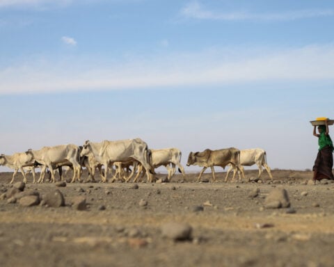 US and European aid cuts could result in 22.6 million deaths worldwide, study finds