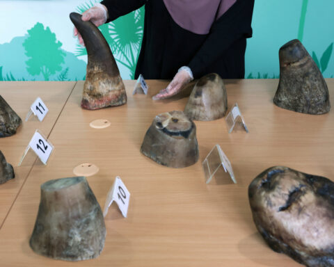 Singapore snares record haul of smuggled rhino horns from South Africa