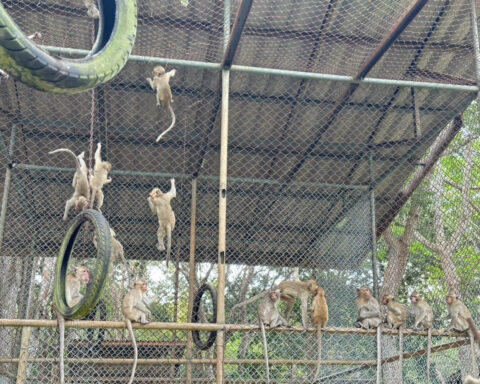Monkeys, meth and mesh bags: Thai police arrest two for alleged animal trafficking