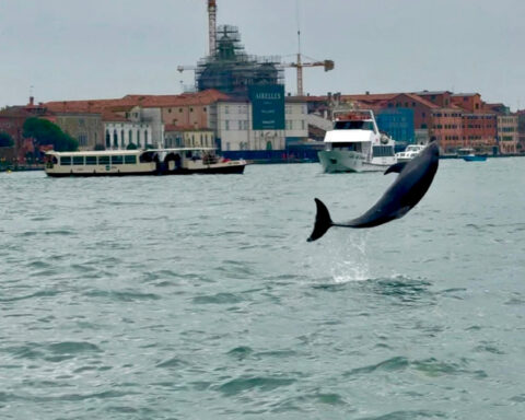 Venice’s newest marvel is a wild, acrobatic dolphin. His refusal to leave puts him in danger