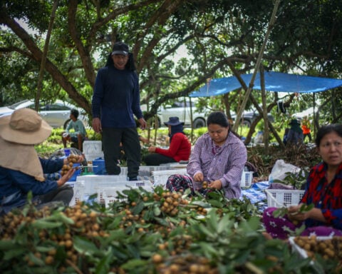 Leaving border camps for orchards, Myanmar refugees join Thai workforce
