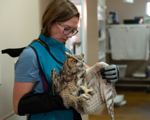 Owl partially covered in concrete is cleaned up and recovering after rescue in Utah