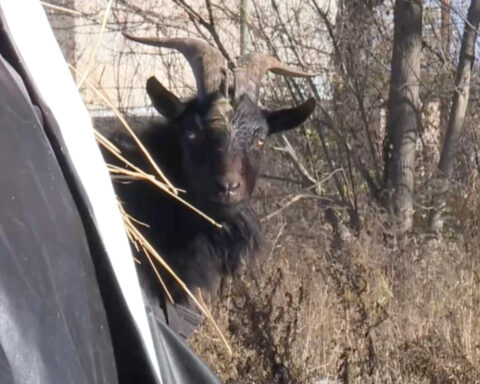 VIDEO: Man jumps onto car roof after goat gets loose in Detroit neighborhood