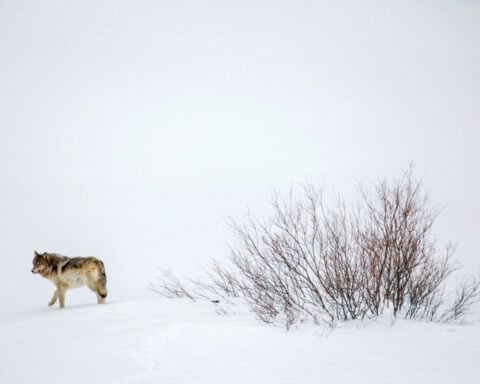 Trump moves to strip protections for endangered and threatened species