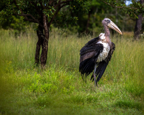Cambodia releases rare captive-bred storks in conservation breakthrough