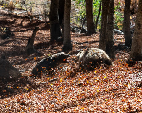 Rural Greece struggles to cope with predator comeback