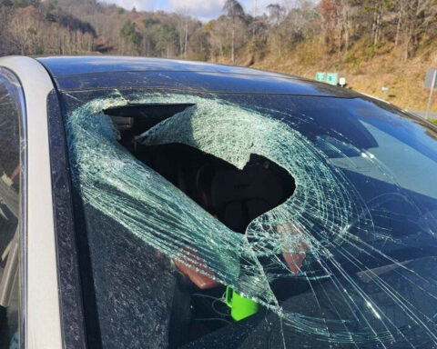 Motorist in North Carolina tells 911: 'I just had a bald eagle drop a cat through my windshield'