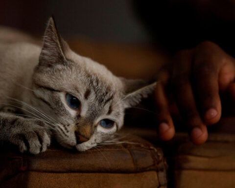 Elanco's drug gets emergency nod to treat deadly flesh-eating parasite in cats