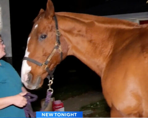 Retired racehorse delivers heartfelt birthday surprise to Sacramento woman