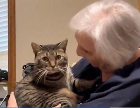 Cat trapped in wall for three weeks survives without food or water