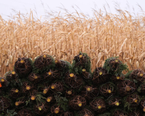 Christmas tree retailers find lots to like at a Pennsylvania wholesale auction