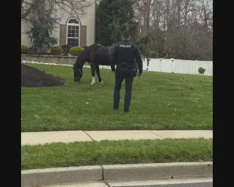Horse leads police in Monroe Township, New Jersey on wild chase through neighborhood