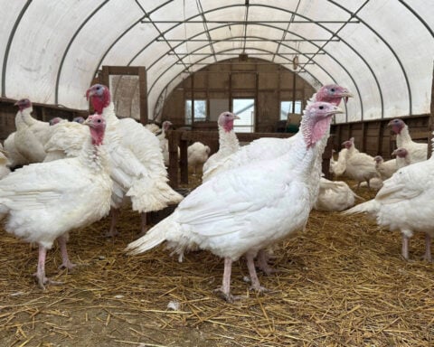 Stores keep prices down in a tough year for turkeys. Other Thanksgiving foods may cost more