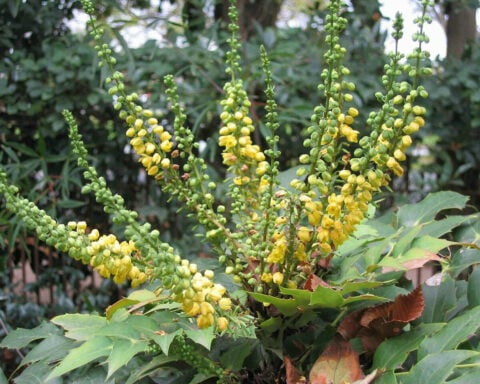 From invasive species tracking to water security – what’s lost with federal funding cuts at US Climate Adaptation Science Centers