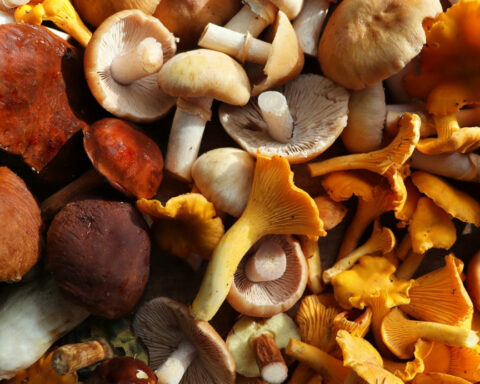 Mid-Atlantic mushroom foragers collect 160 species for food, medicine, art and science