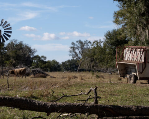 Deputies: Two arrested after cow shot in the head