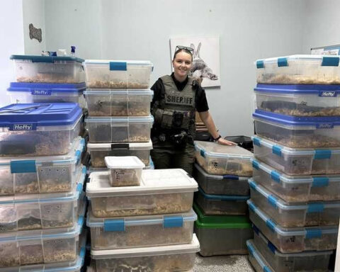 Man accused of abandoning 52 snakes after being fired