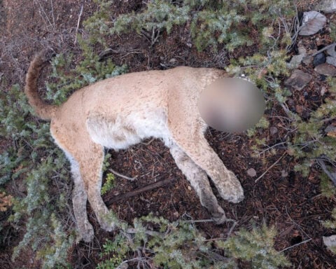 Colorado Parks and Wildlife investigating illegal killing of mountain lion