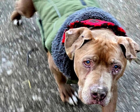 Michigan veterinarian who refused to return ailing dog to homeless man to spend 10 days in jail